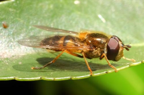 Réf. 295 585 : Epistrophe eligans